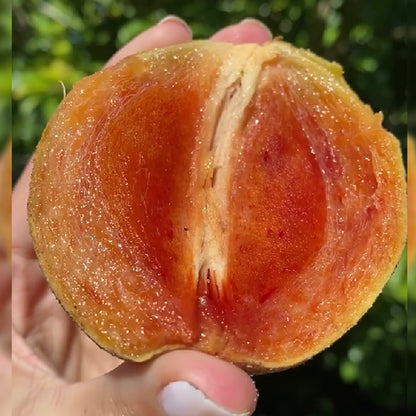 Chikku Sapote Fruit Plant ( Manilkara Zapota)