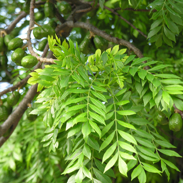 Chiapas Mombin Fruit Plant (Spondias purpurea)