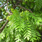 Chiapas Mombin Fruit Plant (Spondias purpurea)