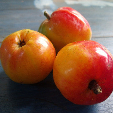 Chiapas Mombin Fruit Plant (Spondias purpurea)