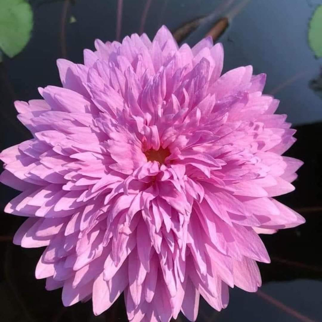 Chompu Patra (Tropical Water Lilly) Live Plant