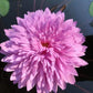 Chompu Patra (Tropical Water Lilly) Live Plant