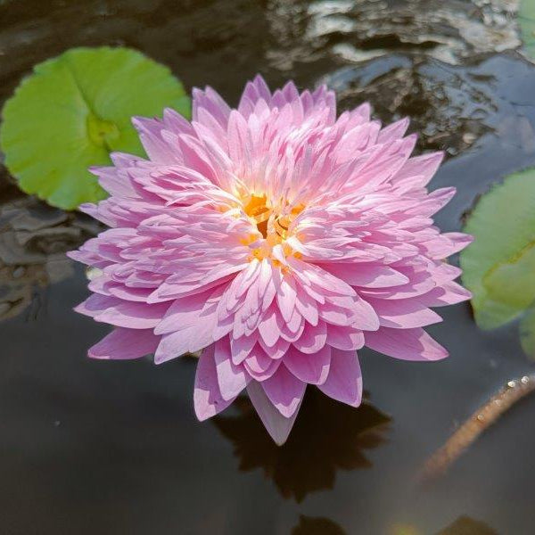 Chompu Patra (Tropical Water Lilly) Live Plant
