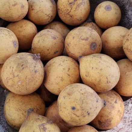 Hojas Gigantes Live Plant (Chromolocuma sp.)