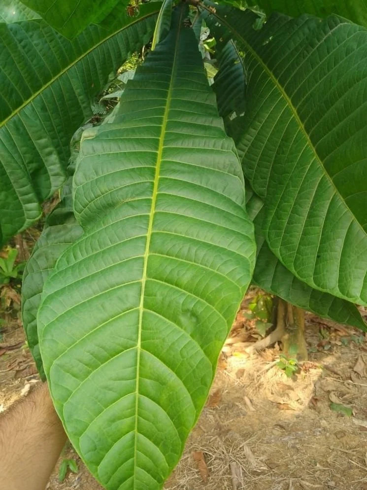 Hojas Gigantes Live Plant (Chromolocuma sp.)