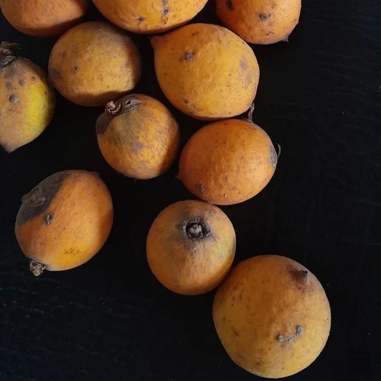 Hojas Gigantes Live Plant (Chromolocuma sp.)