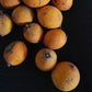 Hojas Gigantes Live Plant (Chromolocuma sp.)