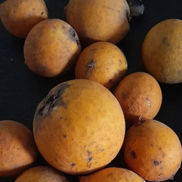 Hojas Gigantes Live Plant (Chromolocuma sp.)