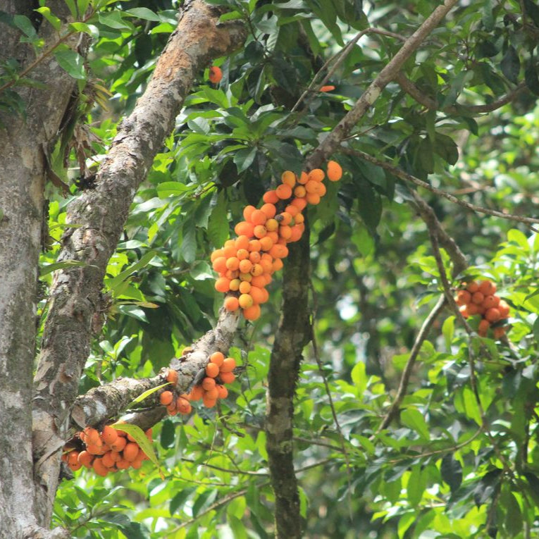 Abiurana: The Rare Tropical Delight (Chrysophyllum prieurii)