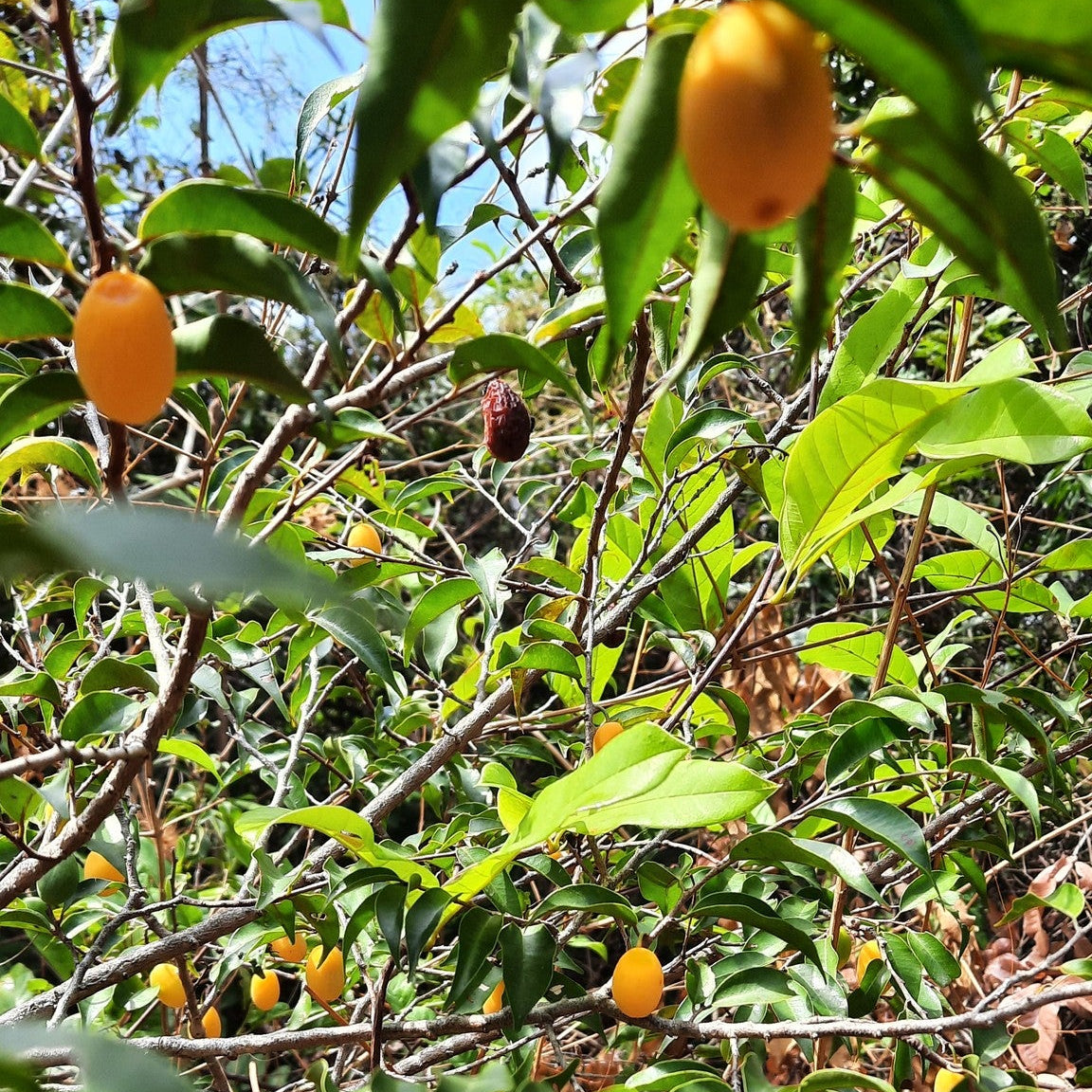 Chrysophyllum arenarium Live Plant (Chrysophyllum arenarium)