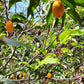 Chrysophyllum arenarium Live Plant (Chrysophyllum arenarium)