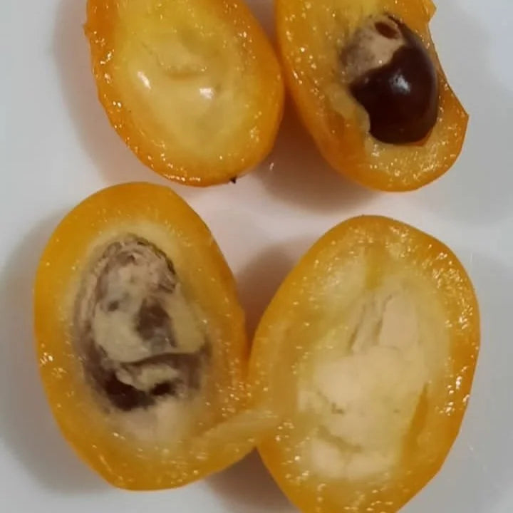 Chrysophyllum arenarium Live Plant (Chrysophyllum arenarium)