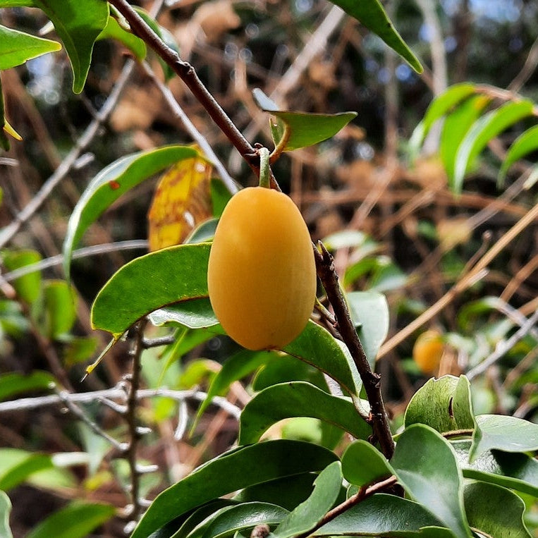 Chrysophyllum arenarium Live Plant (Chrysophyllum arenarium)