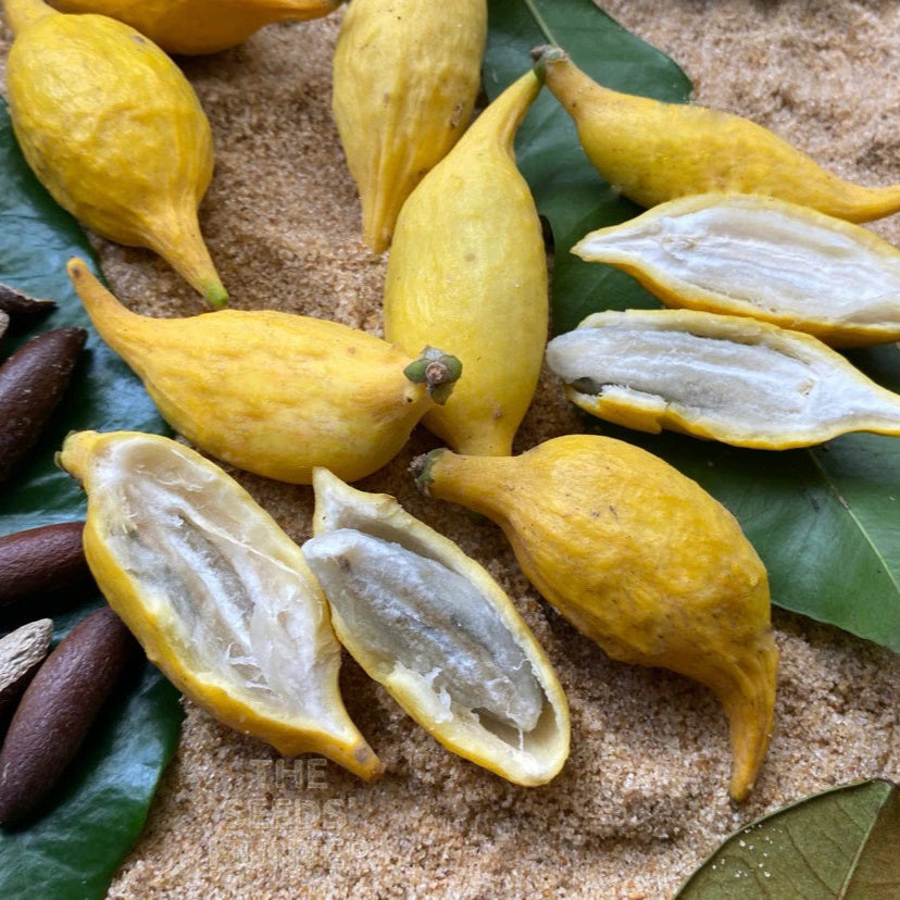 Chrysophyllum flexuosum Fruit Plant: A Rare Tropical Treasure