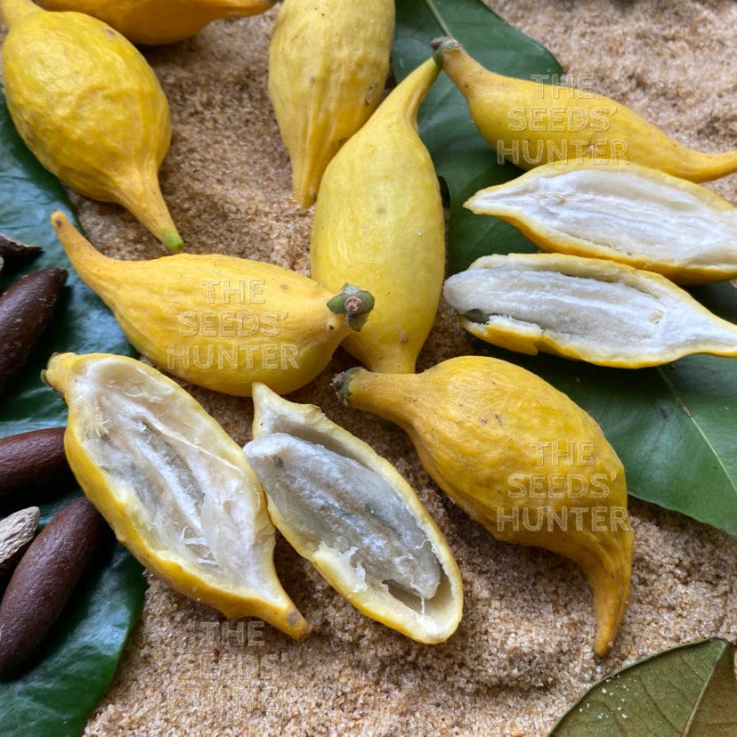 Chrysophyllum flexuosum Fruit Plant: A Rare Tropical Treasure for Your Exotic Garden