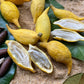 Chrysophyllum flexuosum Fruit Plant: A Rare Tropical Treasure for Your Exotic Garden