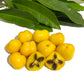 Aguaí da Serra Live Plant (Chysophyllum gonocarpum)