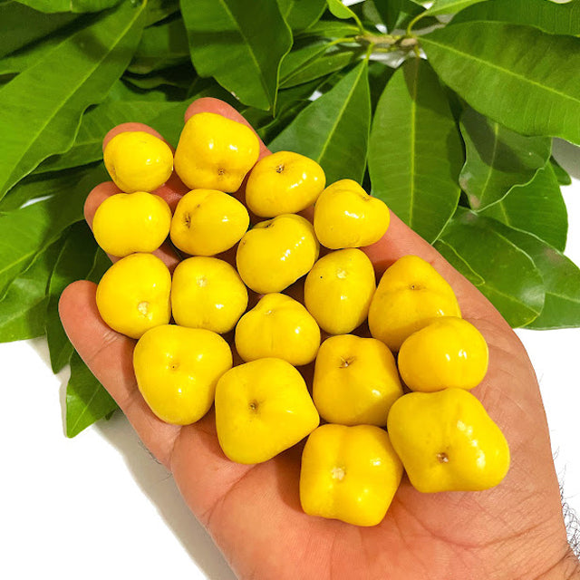 Aguaí da Serra Live Plant (Chysophyllum gonocarpum)