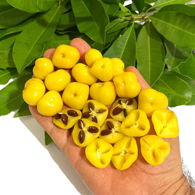 Aguaí da Serra Live Plant (Chysophyllum gonocarpum)