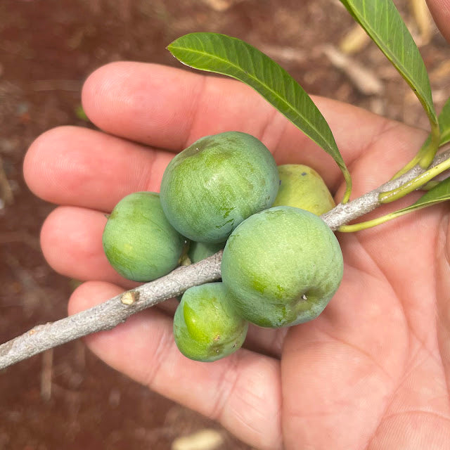 Aguaí da Serra Live Plant (Chysophyllum gonocarpum)