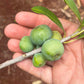Aguaí da Serra Live Plant (Chysophyllum gonocarpum)