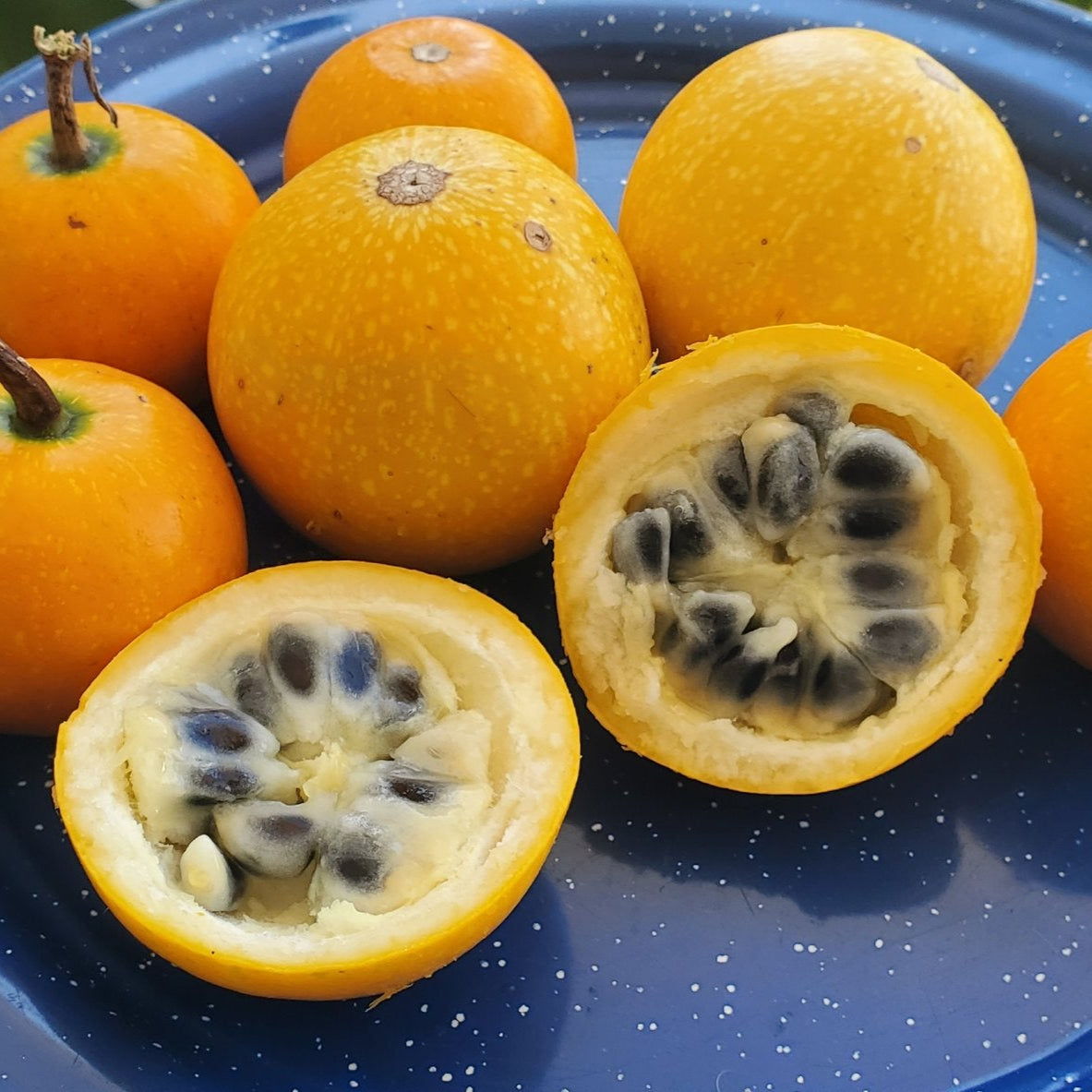 Cionosicys excisus Live Plant