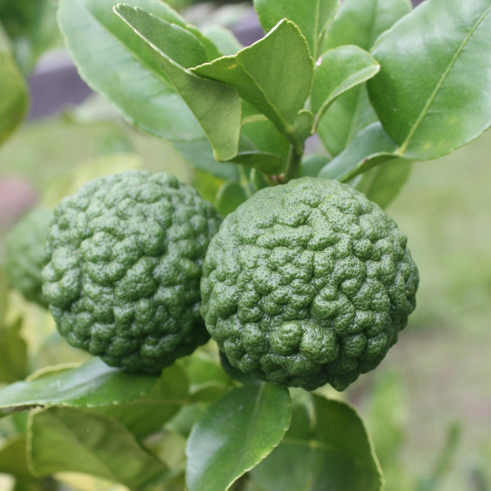 Kaffir Lime Live Plant (Citrus hystrix)