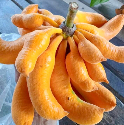 Civet Banana Live Plant (Uvaria grandiflora)