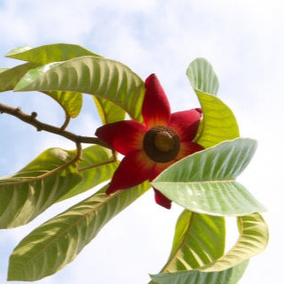 Civet Banana Live Plant (Uvaria grandiflora)