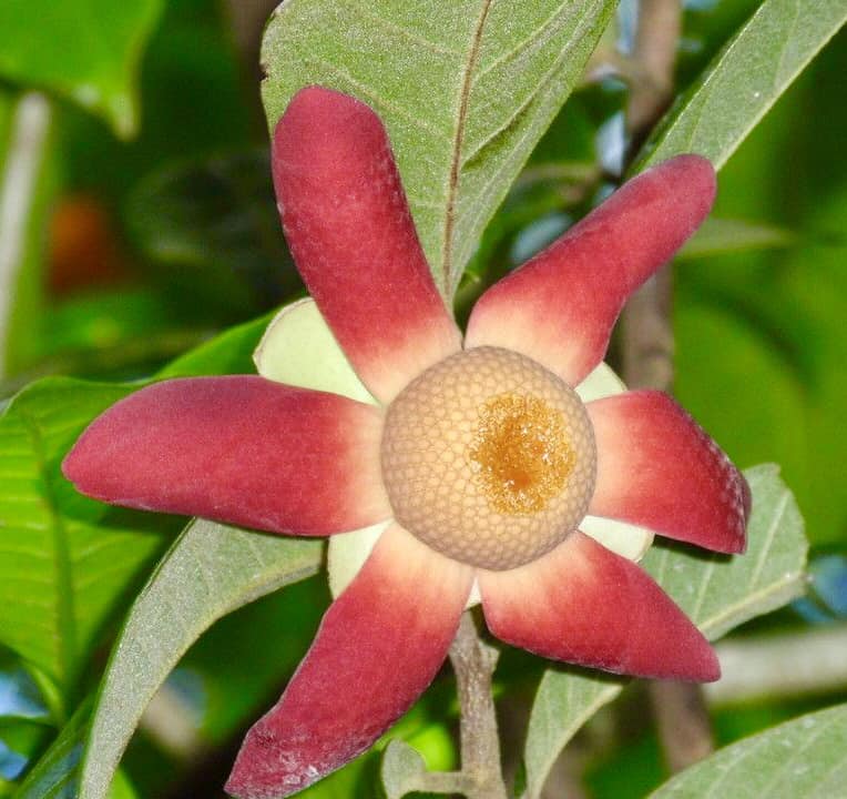 Civet Banana Live Plant (Uvaria grandiflora)