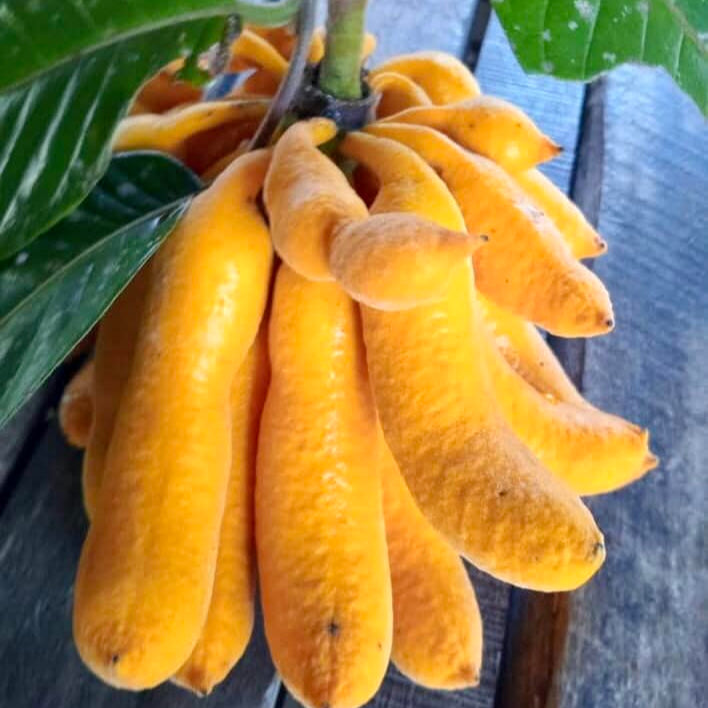Civet Banana Live Plant (Uvaria grandiflora)
