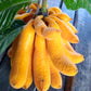 Civet Banana Live Plant (Uvaria grandiflora)