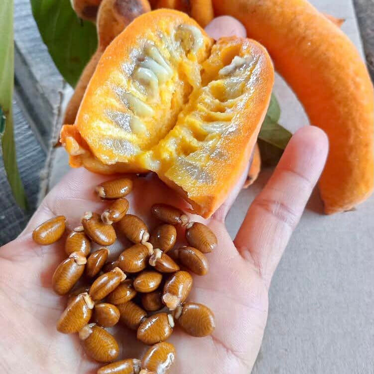 Civet Banana Live Plant (Uvaria grandiflora)