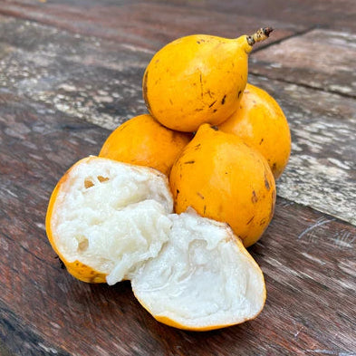 Clausa Fruit Plant (Plinia clausa)