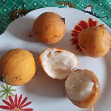 Clausa Fruit Plant (Plinia clausa)