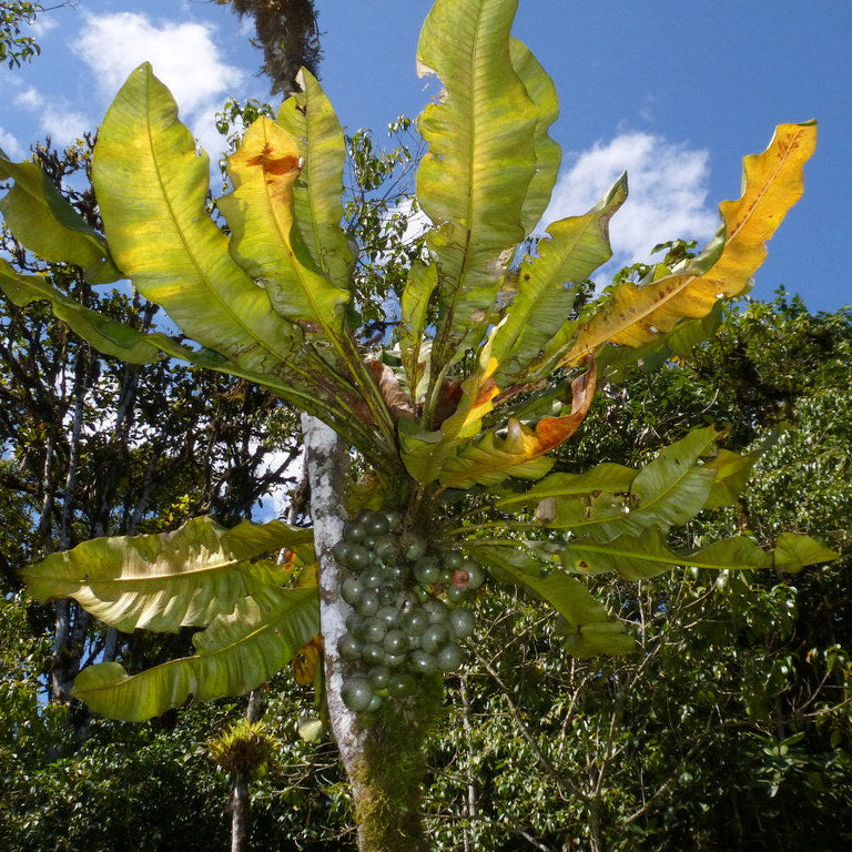 Clavija sp Live Plant