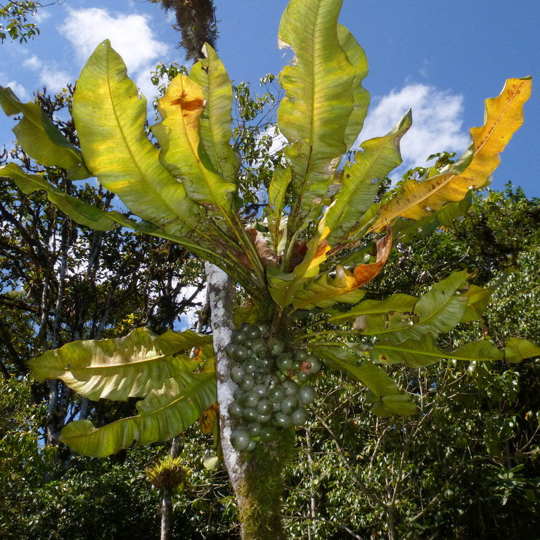 Clavija sp Live Plant