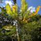 Clavija sp Live Plant