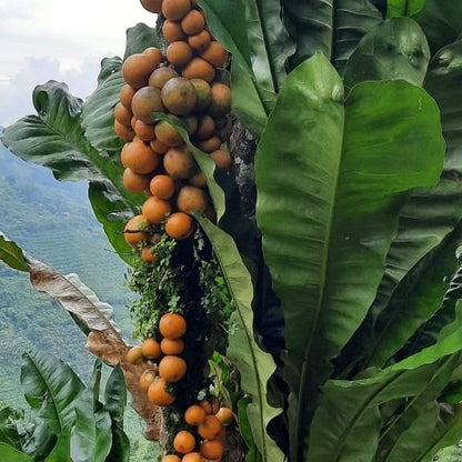 Clavija sp Live Plant
