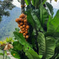 Clavija sp Live Plant