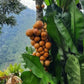 Clavija sp Live Plant