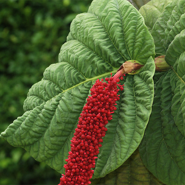 Red-flowered Sea Grape (Coccoloba rugosa) Live Plant