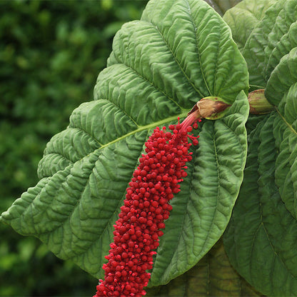 Red-flowered Sea Grape (Coccoloba rugosa) Live Plant