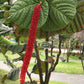 Red-flowered Sea Grape (Coccoloba rugosa) Live Plant