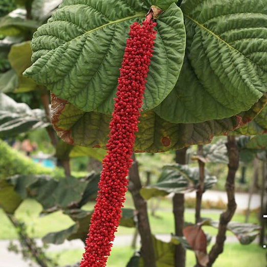 Red-flowered Sea Grape (Coccoloba rugosa) Live Plant
