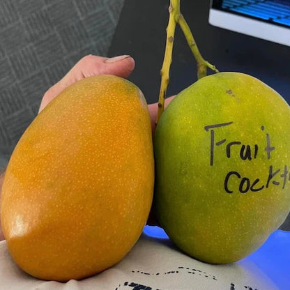 Fruit Cocktail Mango Live Plant (Mangifera indica)