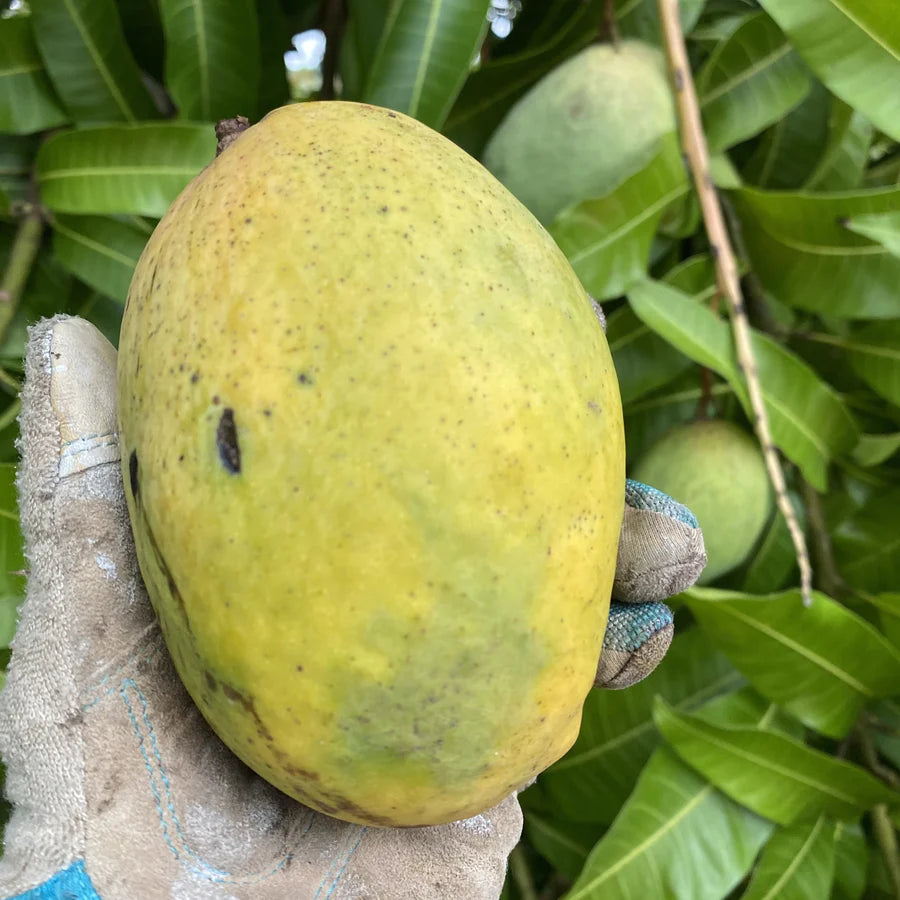 Coconut Cream Mango Fruit Plant