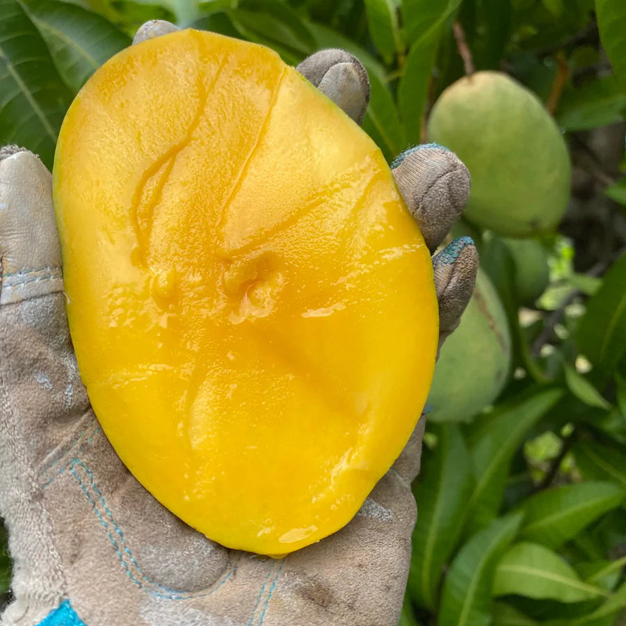 Coconut Cream Mango Fruit Plant