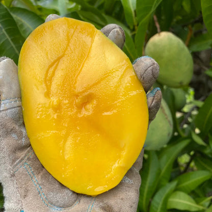 Coconut Cream Mango Fruit Plant