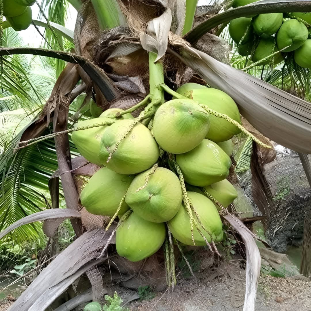 Columbus Coconut Live Plant (Cocos nucifera )